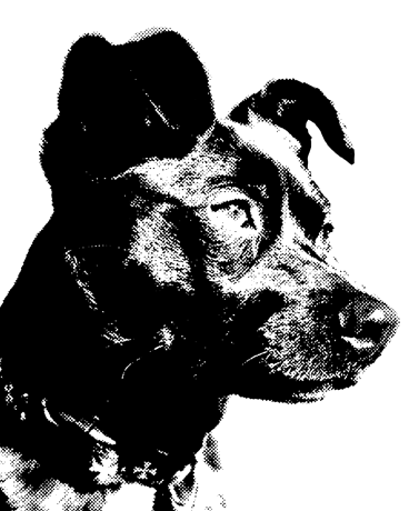 Benny, a small dog